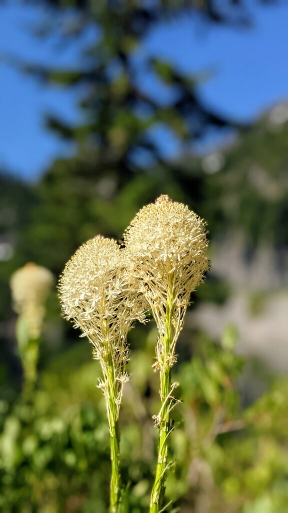 Two pale, round flower clusters stand tall against a blurred green background. The image captures a moment in nature, highlighting the beauty of wildflowers.