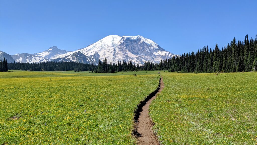 A snow-capped mountain looms over a vibrant meadow filled with yellow wildflowers, with a dirt trail meandering through the landscape.
