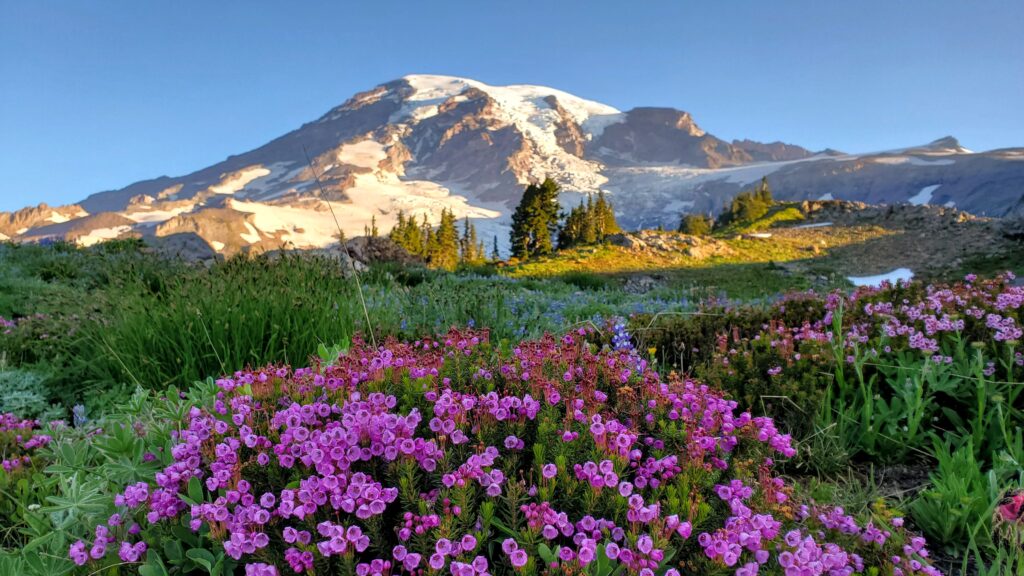 Vibrant pink flowers blanket the foreground, with Mount Rainier’s snow-capped peak rising majestically in the background under a clear blue sky.