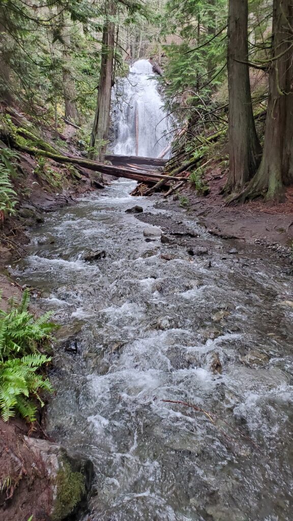 A serene forest scene featuring a cascading waterfall in the background, with a clear stream flowing through lush greenery and mossy rocks.