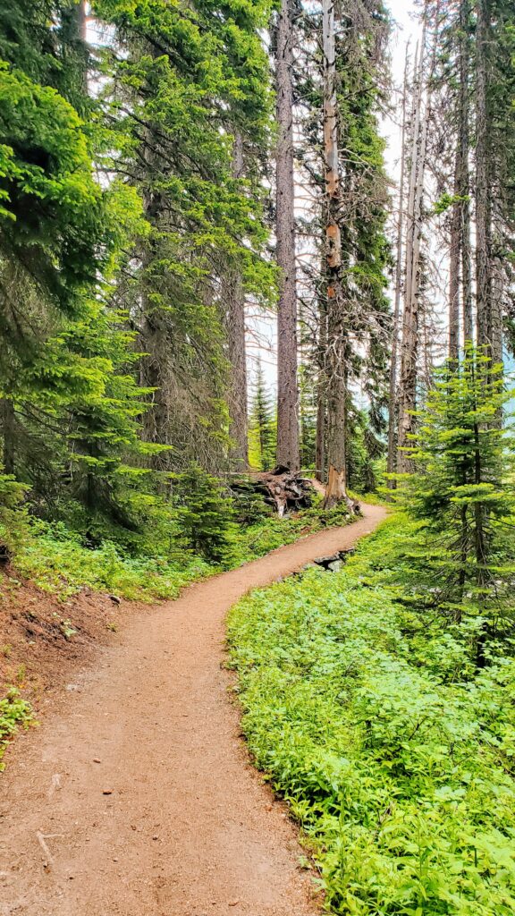 Winding dirt trail through a lush forest, bordered by tall trees and greenery, inviting exploration in a serene natural setting.
